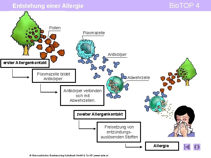 Bio. TOP 4 Entstehung einer Allergie Pollen Plasmazelle Antikörper erster Allergenkontakt Plasmazelle bildet Antikörper.