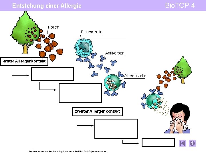 Bio. TOP 4 Entstehung einer Allergie Pollen Plasmazelle Antikörper erster Allergenkontakt Abwehrzelle zweiter Allergenkontakt