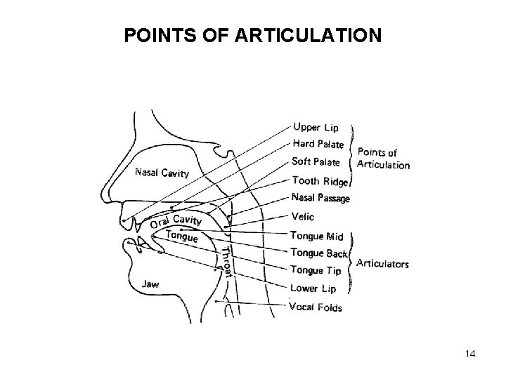 POINTS OF ARTICULATION 14 