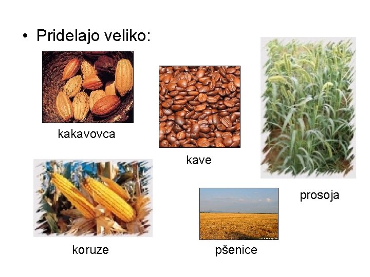  • Pridelajo veliko: kakavovca kave prosoja koruze pšenice 