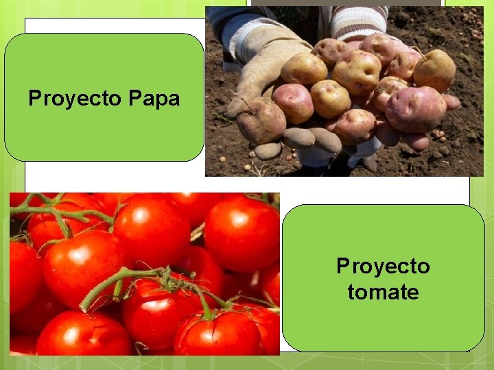 Proyecto Papa Proyecto tomate 