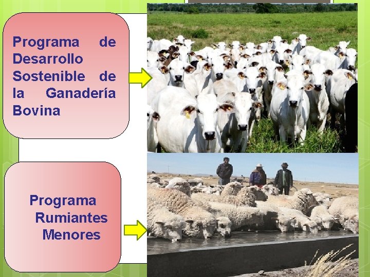 Programa de Desarrollo Sostenible de la Ganadería Bovina Programa Rumiantes Menores 