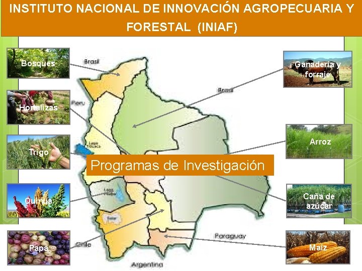 INSTITUTO NACIONAL DE INNOVACIÓN AGROPECUARIA Y FORESTAL (INIAF) Bosques Ganadería y forraje Hortalizas Arroz