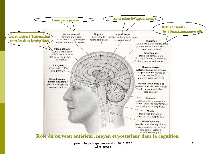 Contrôle la pensée Zone mémoire/apprentissage Relais de toutes les informations sensorielles Transmission d’informations entre