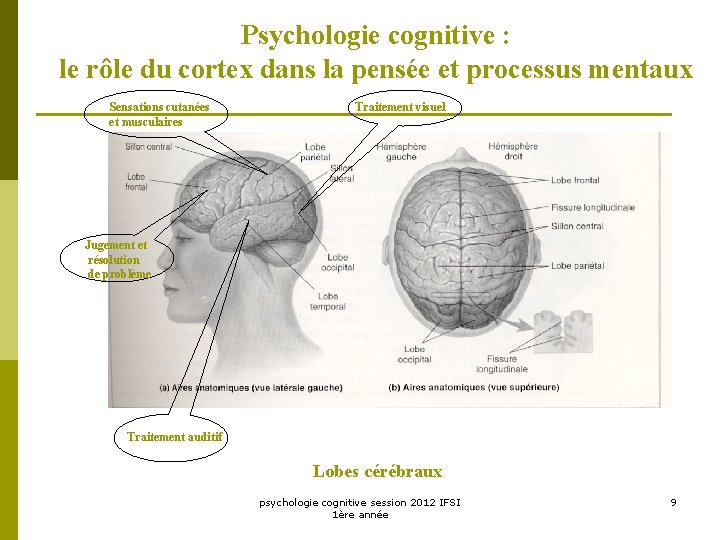 Psychologie cognitive : le rôle du cortex dans la pensée et processus mentaux Sensations