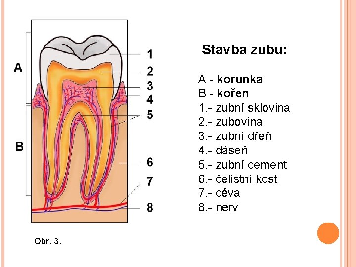 Stavba zubu: A - korunka B - kořen 1. - zubní sklovina 2. -