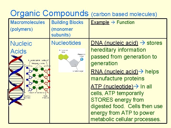 Organic Compounds (carbon based molecules) Macromolecules (polymers) Building Blocks (monomer subunits) Example Function Nucleic