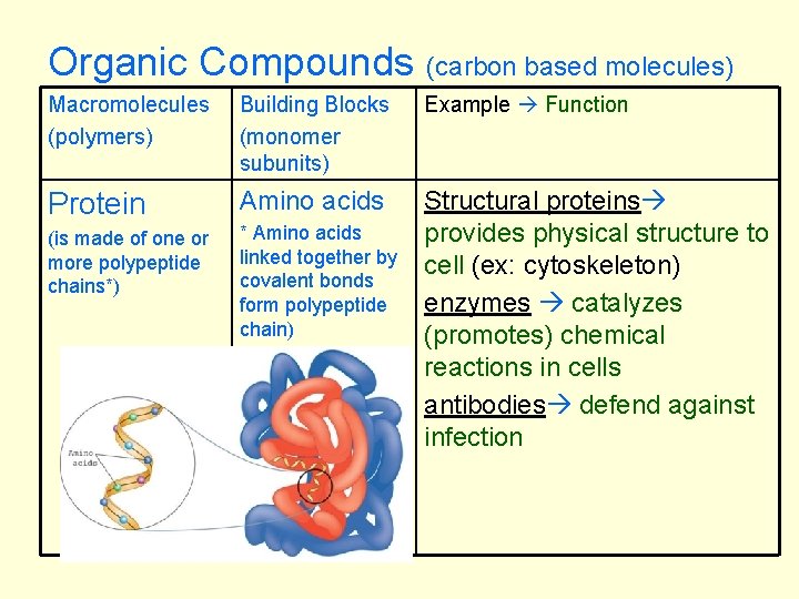 Organic Compounds (carbon based molecules) Macromolecules (polymers) Building Blocks (monomer subunits) Example Function Protein