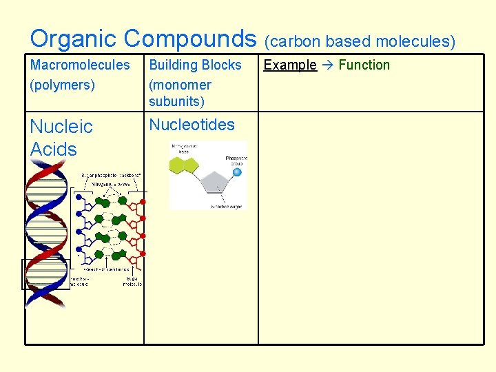 Organic Compounds Macromolecules (polymers) Building Blocks (monomer subunits) Nucleic Acids Nucleotides (carbon based molecules)