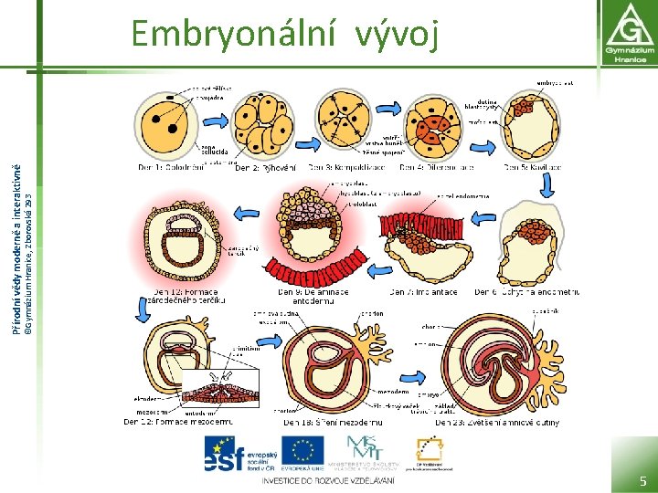 ©Gymnázium Hranice, Zborovská 293 Přírodní vědy moderně a interaktivně Embryonální vývoj 5 