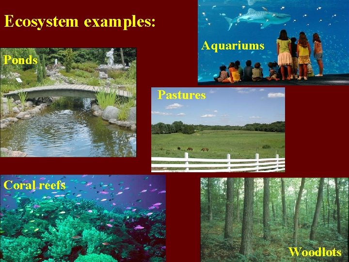 Ecosystem examples: Aquariums Ponds Pastures Coral reefs Woodlots 