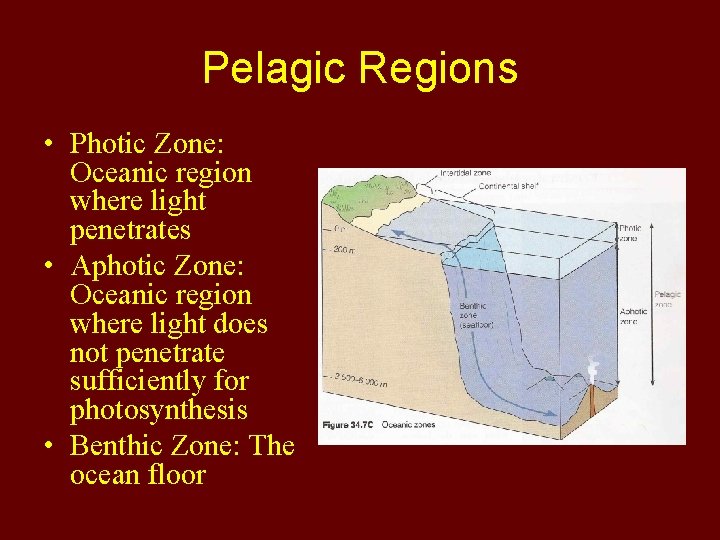 Pelagic Regions • Photic Zone: Oceanic region where light penetrates • Aphotic Zone: Oceanic