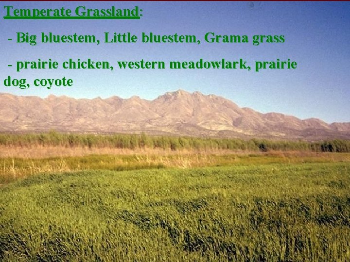 Temperate Grassland: - Big bluestem, Little bluestem, Grama grass - prairie chicken, western meadowlark,