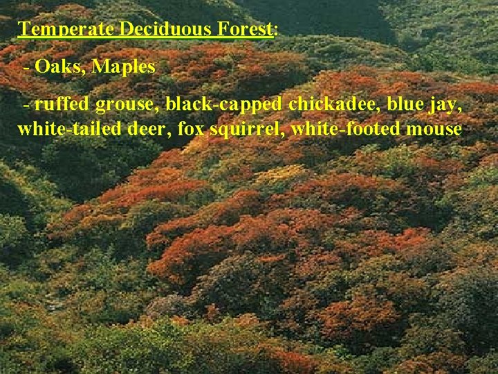 Temperate Deciduous Forest: - Oaks, Maples - ruffed grouse, black-capped chickadee, blue jay, white-tailed