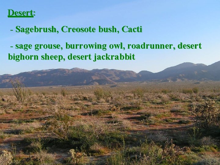 Desert: - Sagebrush, Creosote bush, Cacti - sage grouse, burrowing owl, roadrunner, desert bighorn