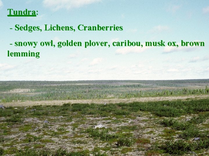 Tundra: - Sedges, Lichens, Cranberries - snowy owl, golden plover, caribou, musk ox, brown