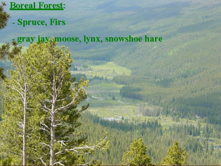 Boreal Forest: - Spruce, Firs - gray jay, moose, lynx, snowshoe hare 