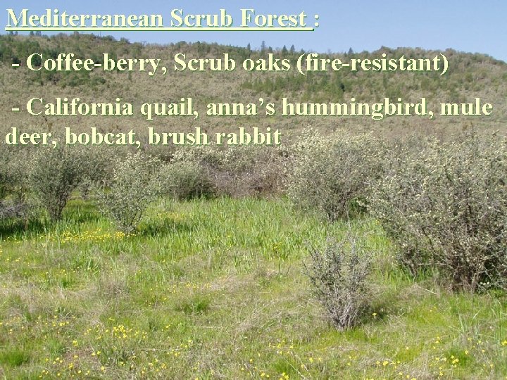 Mediterranean Scrub Forest : - Coffee-berry, Scrub oaks (fire-resistant) - California quail, anna’s hummingbird,