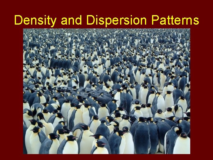Density and Dispersion Patterns 