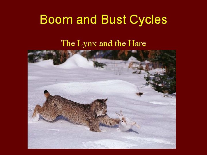 Boom and Bust Cycles The Lynx and the Hare 