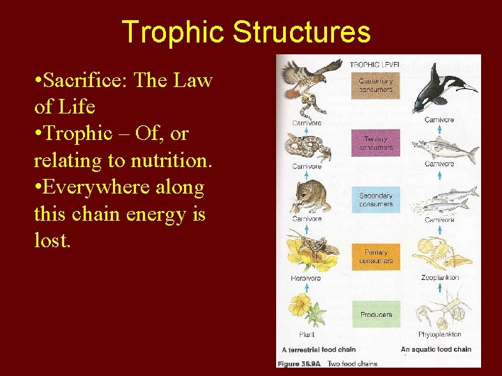 Trophic Structures • Sacrifice: The Law of Life • Trophic – Of, or relating