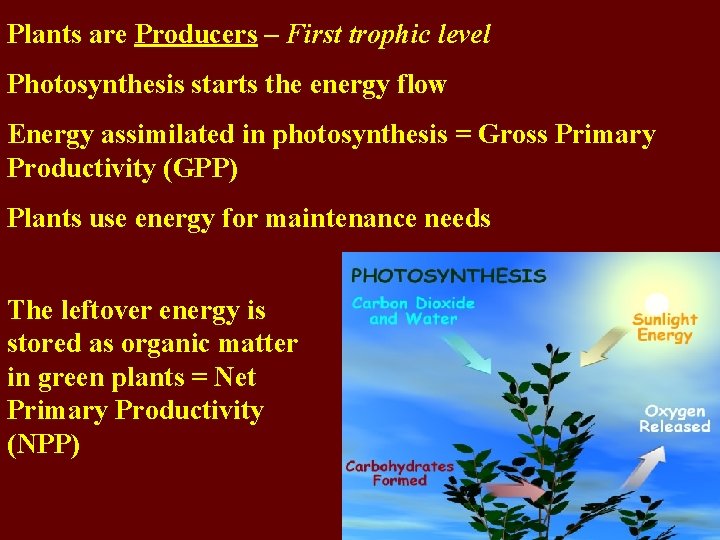 Plants are Producers – First trophic level Photosynthesis starts the energy flow Energy assimilated