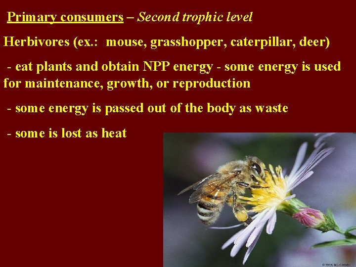 Primary consumers – Second trophic level Herbivores (ex. : mouse, grasshopper, caterpillar, deer) -