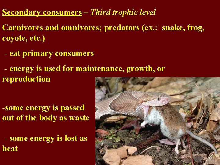 Secondary consumers – Third trophic level Carnivores and omnivores; predators (ex. : snake, frog,