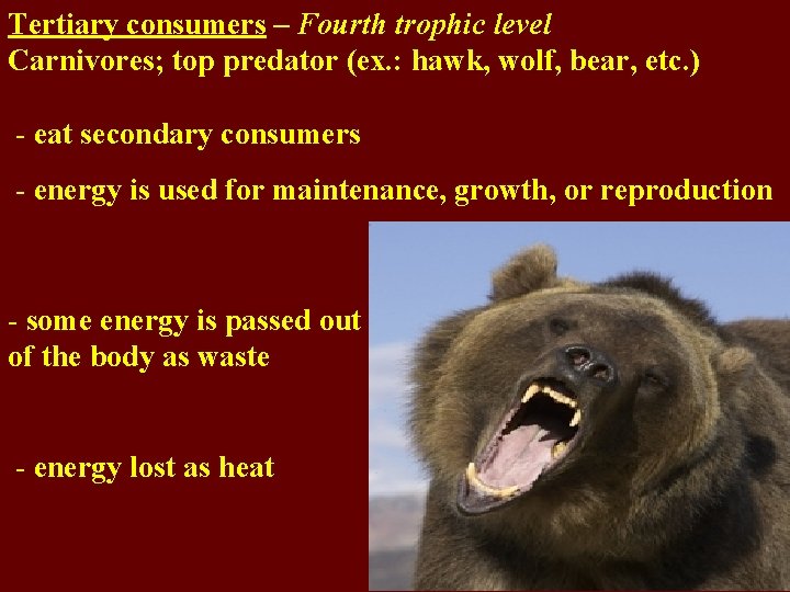Tertiary consumers – Fourth trophic level Carnivores; top predator (ex. : hawk, wolf, bear,