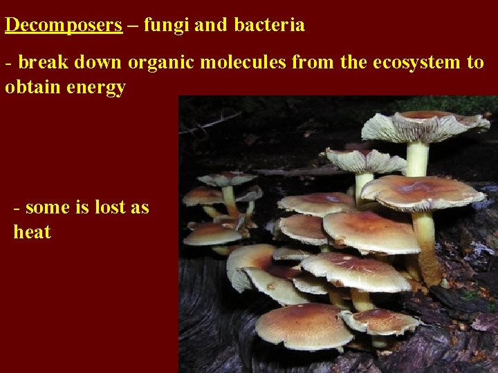 Decomposers – fungi and bacteria - break down organic molecules from the ecosystem to