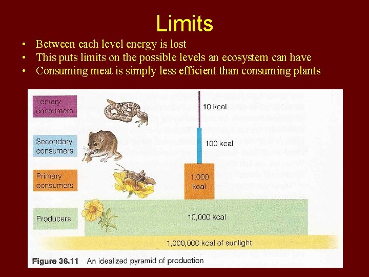 Limits • Between each level energy is lost • This puts limits on the