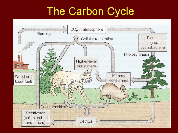 The Carbon Cycle 