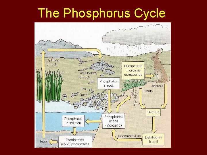 The Phosphorus Cycle 
