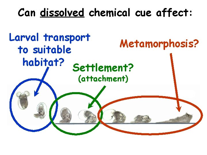 Can dissolved chemical cue affect: Larval transport Metamorphosis? to suitable habitat? Settlement? (attachment) 