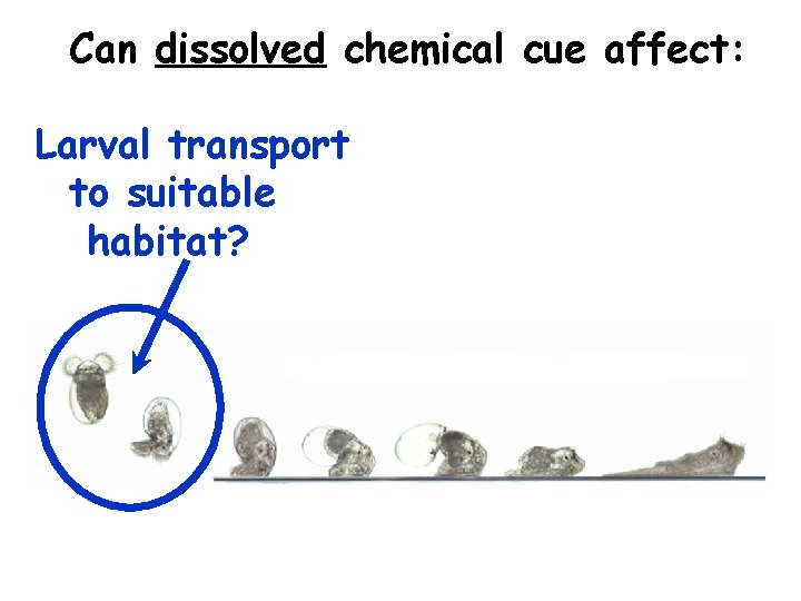 Can dissolved chemical cue affect: Larval transport to suitable habitat? 