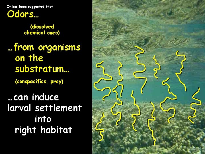 It has been suggested that Odors… (dissolved chemical cues) …from organisms on the substratum…