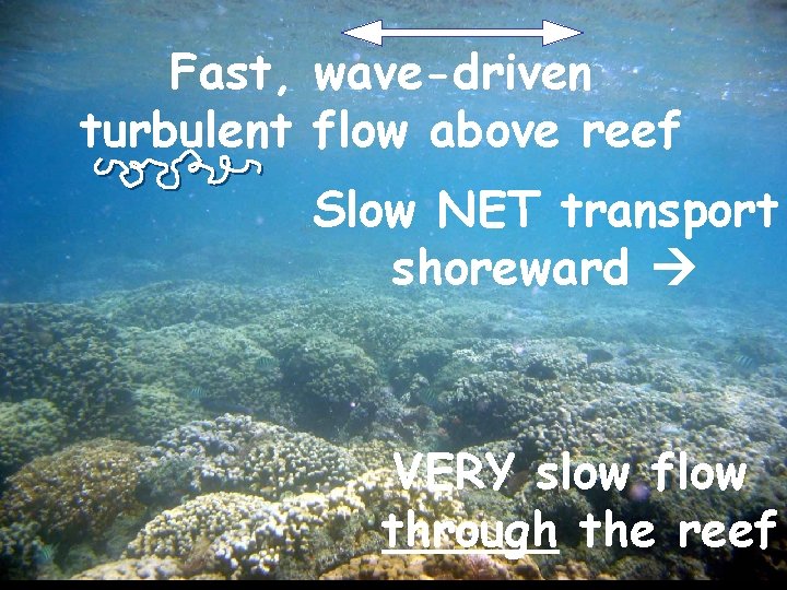 Fast, wave-driven turbulent flow above reef Slow NET transport shoreward VERY slow flow through