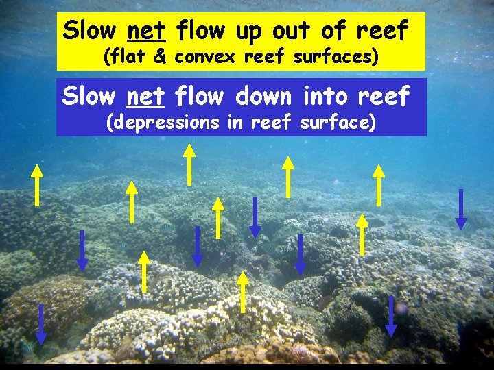 Slow net flow up out of reef (flat & convex reef surfaces) Slow net