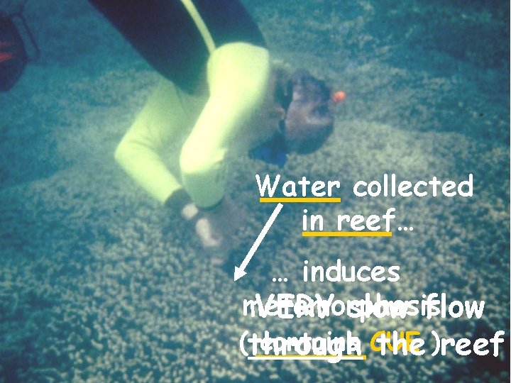 Water collected in reef… … induces metamorphosis VERY slow flow (through contains CUE the