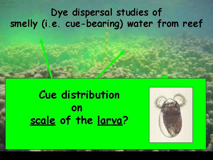 Dye dispersal studies of smelly (i. e. cue-bearing) water from reef ef e r