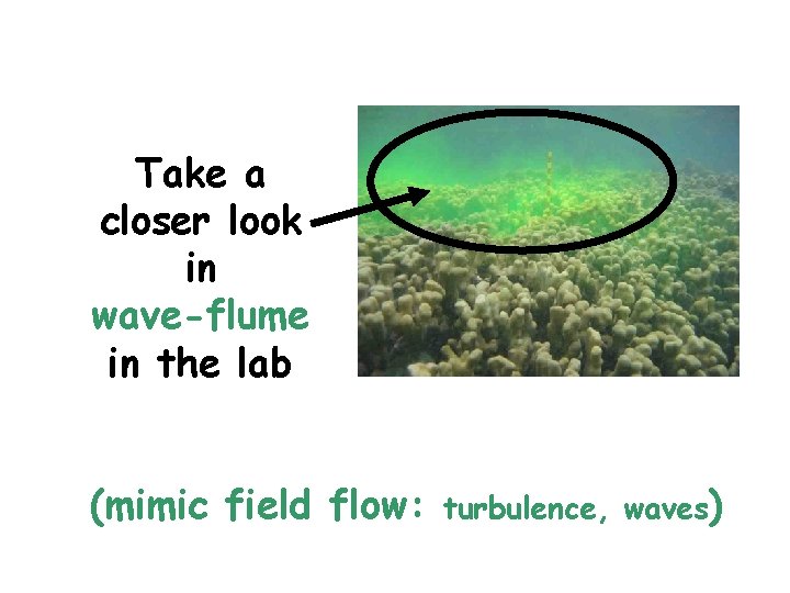 Take a closer look in wave-flume in the lab (mimic field flow: . turbulence,