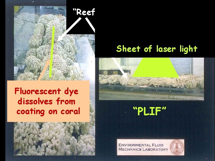 “Reef” of P. compressa skeletons in wave-flume Sheet of laser light Fluorescent dye dissolves