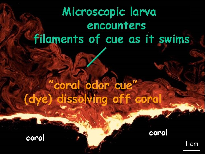 water Microscopic larva encounters filaments of cue as it swims. ”coral odor cue” (dye)