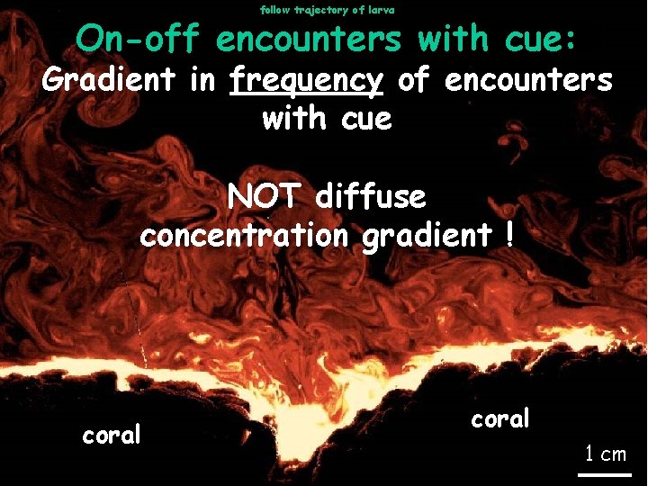 follow trajectory of larva water On-off encounters with cue: Gradient in frequency of encounters