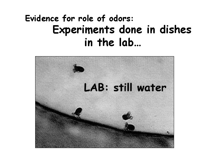 Evidence for role of odors: Experiments done in dishes in the lab… 