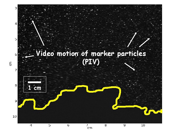 Video motion of marker particles (PIV) 1 cm 