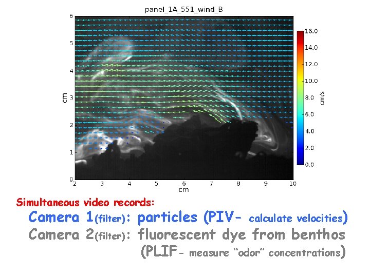 Simultaneous video records: Camera 1(filter): particles (PIV- calculate velocities) Camera 2(filter): fluorescent dye from