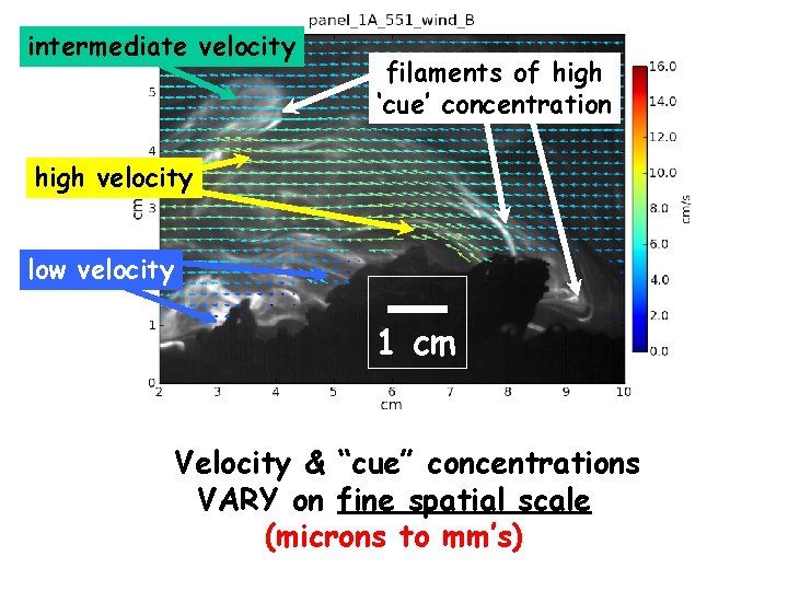 intermediate velocity filaments of high ‘cue’ concentration high velocity low velocity 1 cm Velocity