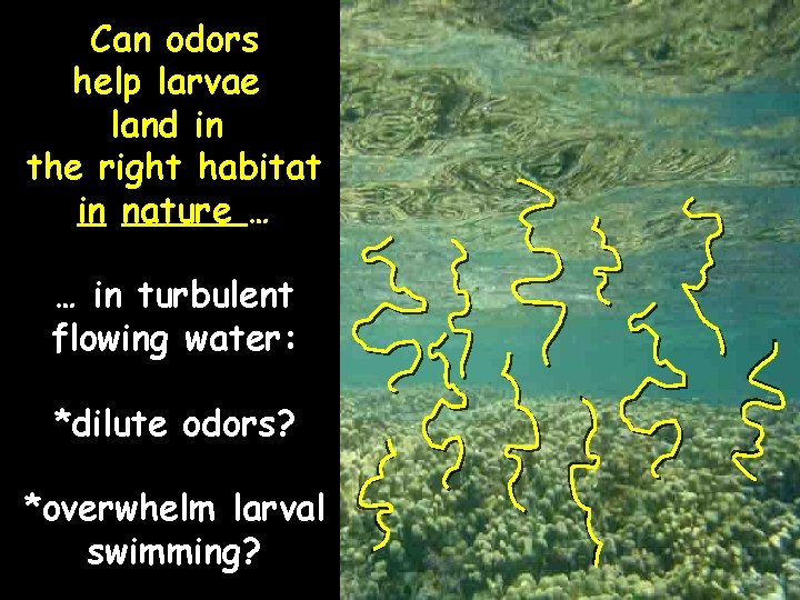 Can odors help larvae land in the right habitat in nature … … in