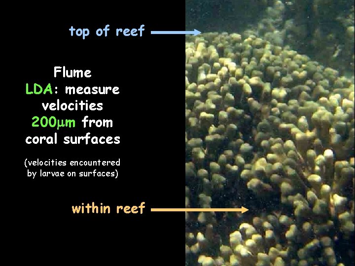 top of reef Flume LDA: measure velocities 200 mm from coral surfaces (velocities encountered